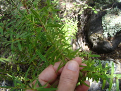 Veronica parviflora