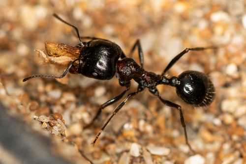 Messor denticulatus