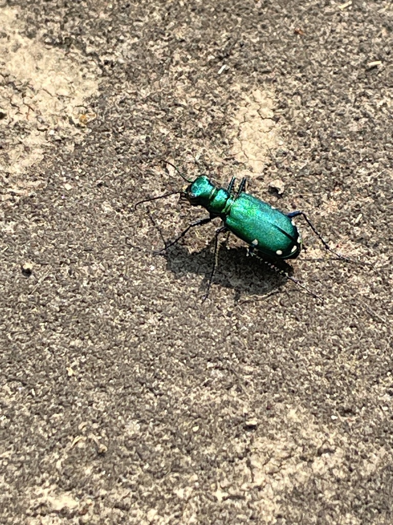 Six-spotted Tiger Beetle from Cuyahoga Valley National Park, Peninsula ...