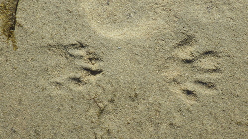 Raccoon Tracks – NatureTracking