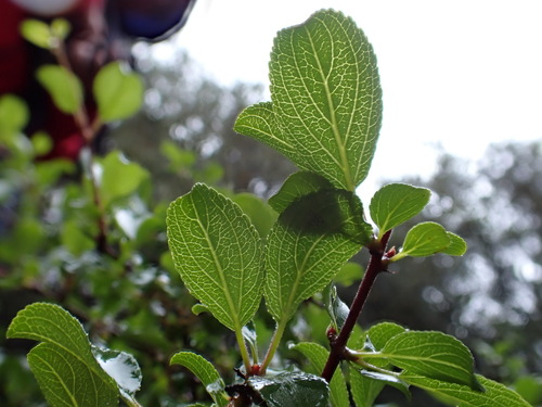 Image of Rhamnus saxatilis by (c) David Delon, some rights reserved (CC BY)