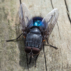 Calliphora quadrimaculata