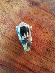 Conus nocturnus