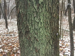 Lepraria hodkinsoniana