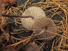 Mycena polygramma