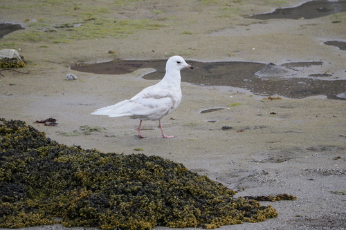 Goéland à ailes blanches, jeune