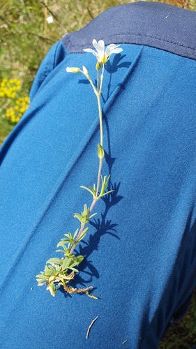 Cerastium arvense iNat (3)