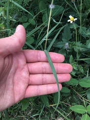 Poaceae
