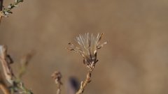 Stephanomeria exigua exigua