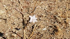 Stephanomeria exigua exigua