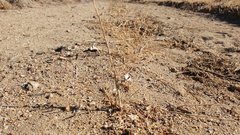 Stephanomeria exigua exigua