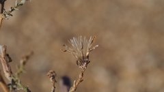 Stephanomeria exigua exigua