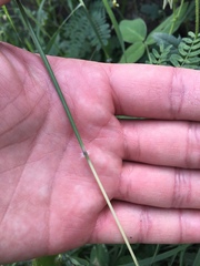 Poaceae