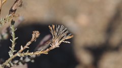 Stephanomeria exigua exigua
