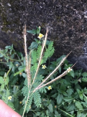 Poaceae