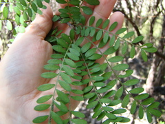Sophora tetraptera