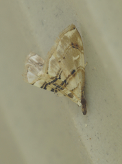 Trichophysetis cretacea