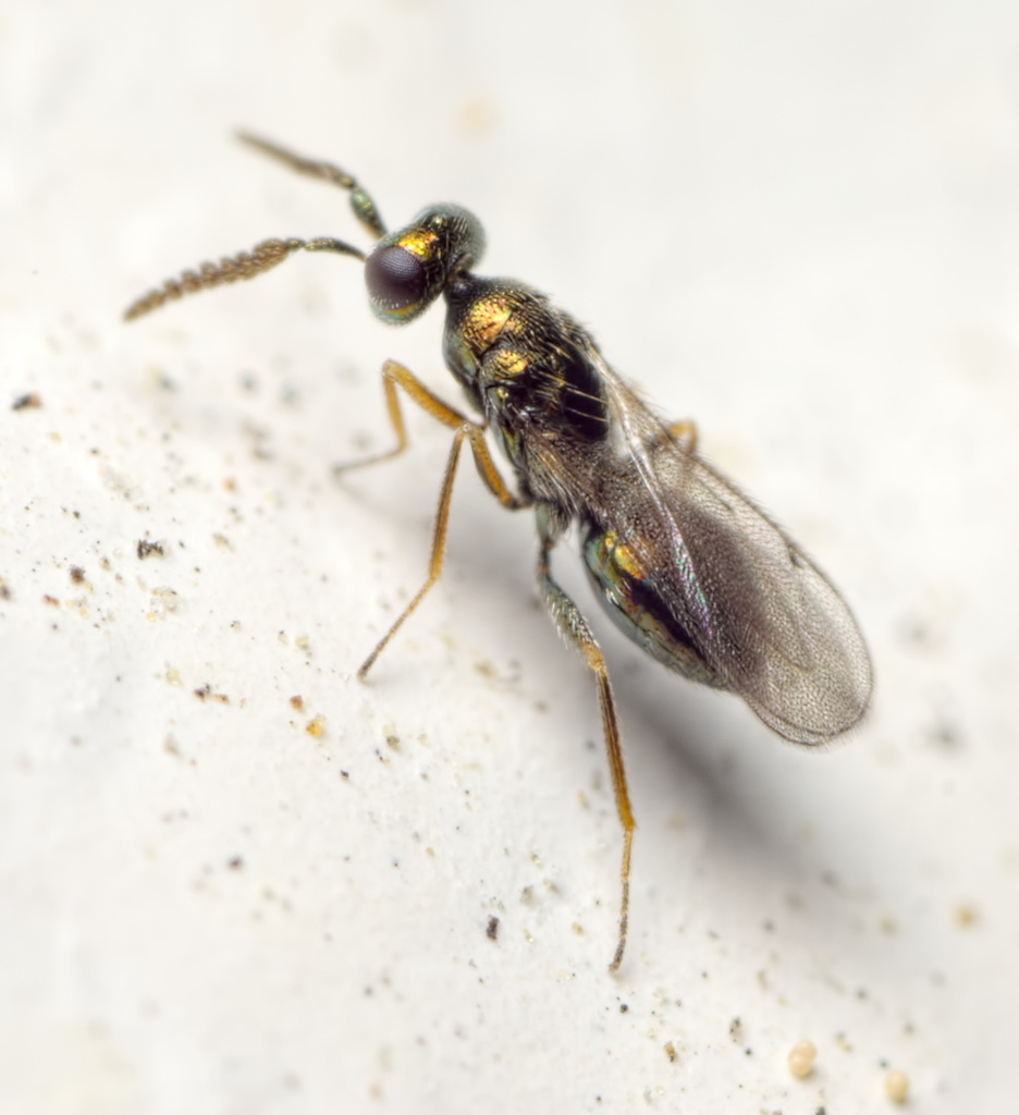 Tetracampinae
