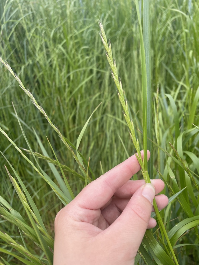 Perennial Ryegrass from Water Slote St, Tacoma, WA, US on May 21, 2023 ...