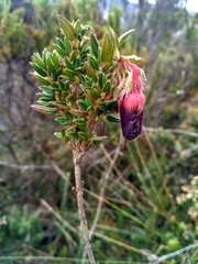 Brachyotum strigosum