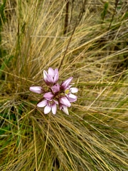 Gentianella corymbosa
