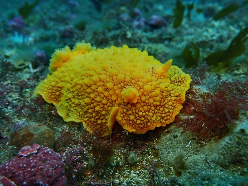 Doris fontainii d'Orbigny, 1837