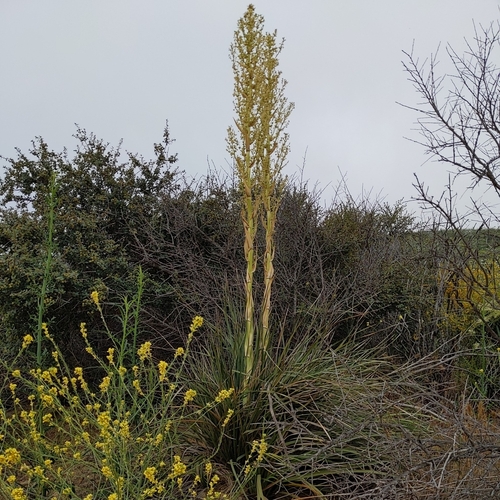 Image of Chaparral Nolina (Nolina cismontana) by no rights reserved