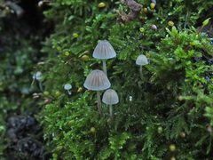 Mycena mirata