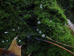 Mycena mirata