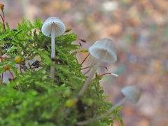 Mycena mirata