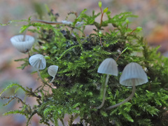 Mycena mirata