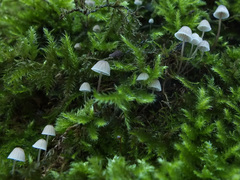 Mycena mirata
