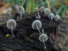Mycena pseudocorticola