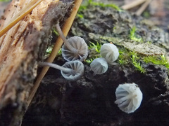 Mycena pseudocorticola