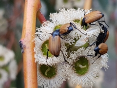 Phyllotocus rufipennis