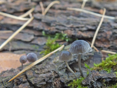 Mycena pseudocorticola