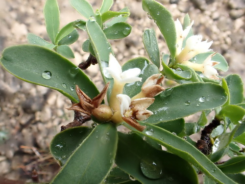 Image of Daphne alpina by (c) David Delon, some rights reserved (CC BY)