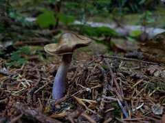 Cortinarius seidliae