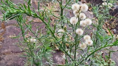 Erigeron bonariensis image