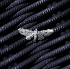 Gymnoscelis admixtaria