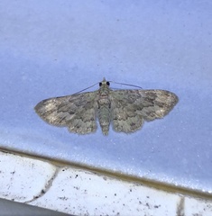 Gymnoscelis taprobanica