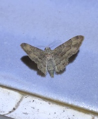 Gymnoscelis taprobanica