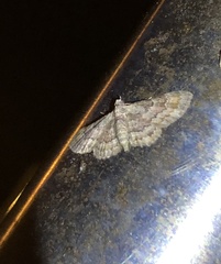 Gymnoscelis taprobanica