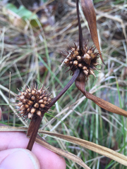 Sparganium androcladum