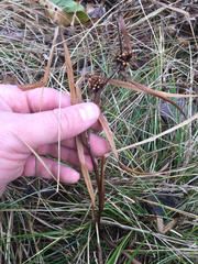 Sparganium androcladum