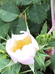 Rosa canina image