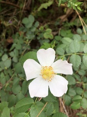 Rosa canina image