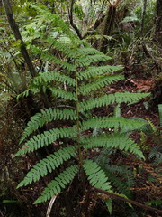 Cyathea colensoi