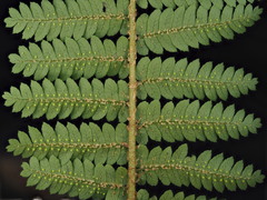 Cyathea colensoi