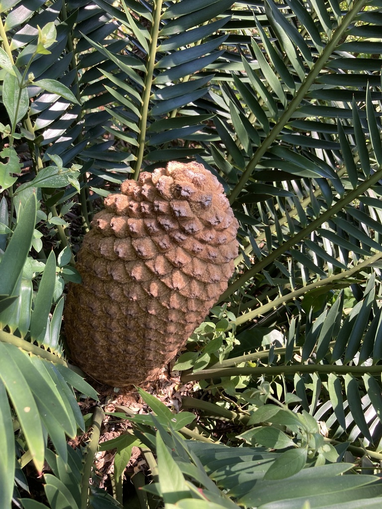 Ngotshe Cycad